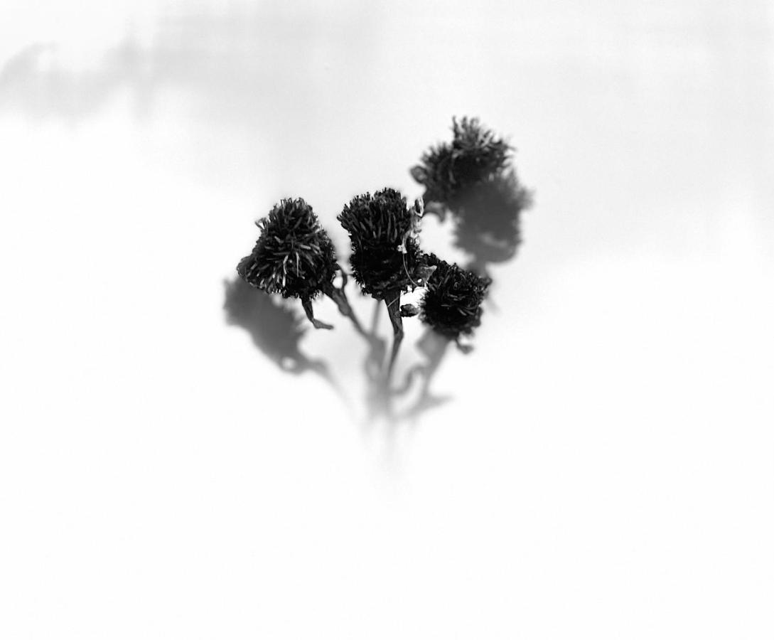 Grey Stag Apartment Nairn Buitenkant foto
